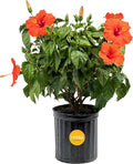 Costa Farms Hibiscus Live Plant - 36" Tall Flowering Bush, Tropical Houseplant or Outdoor Garden Plant - Vibrant Blooms, Grower's Choice