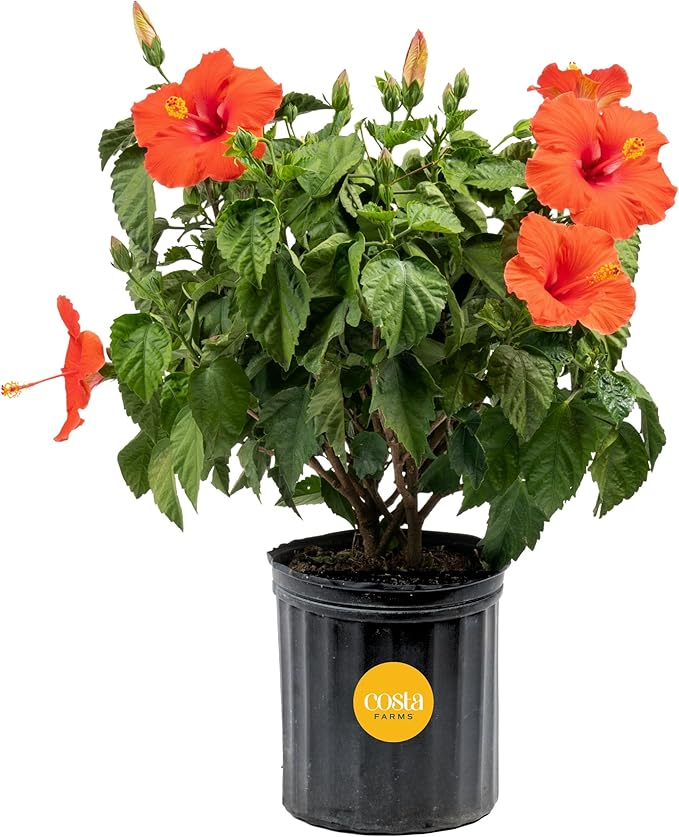 Costa Farms Hibiscus Live Plant - 36" Tall Flowering Bush, Tropical Houseplant or Outdoor Garden Plant - Vibrant Blooms, Grower's Choice