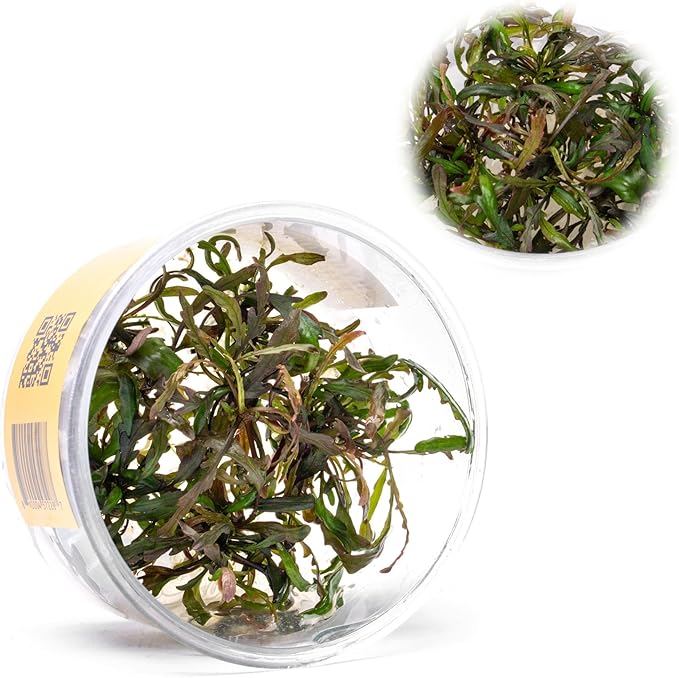 UNS Snail Free TC Hygrophila pinnatifida (Hygrophila pinnatifida) - High Light, Green with Reddish Accent, Midground to Background Placement - Stem Growth - Tissue Culture - 1 Pack