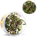 UNS Snail Free TC Hygrophila pinnatifida (Hygrophila pinnatifida) - High Light, Green with Reddish Accent, Midground to Background Placement - Stem Growth - Tissue Culture - 1 Pack