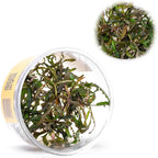 UNS Snail Free TC Hygrophila pinnatifida (Hygrophila pinnatifida) - High Light, Green with Reddish Accent, Midground to Background Placement - Stem Growth - Tissue Culture - 1 Pack