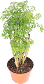 Ming Aralia - 8'' from California Tropicals