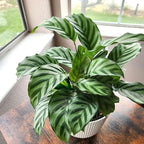 Plants for Pets Peacock Calathea 'Freddie', Pet Friendly Prayer Decor in 6" White Pot, Live Houseplant Gift, Cat Safe, Decorative Desk House Plants by Plants for Pets