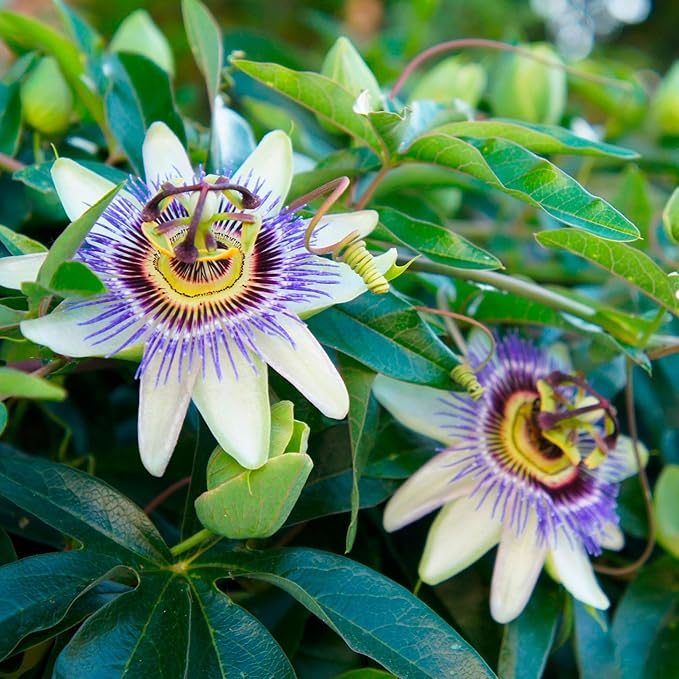 Blue Caerulea Passiflora (Passion Flower) Live Plant | 5-9" Tall | Hardy Zone 6-9 | Fast-Growing Indoor/Outdoor Climbing Vine for Trellis & Patio | Exotic Butterfly Attractor