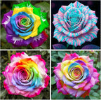 25+ Mix Colorful Rose Seeds for Planting-for a Multicolored Garden