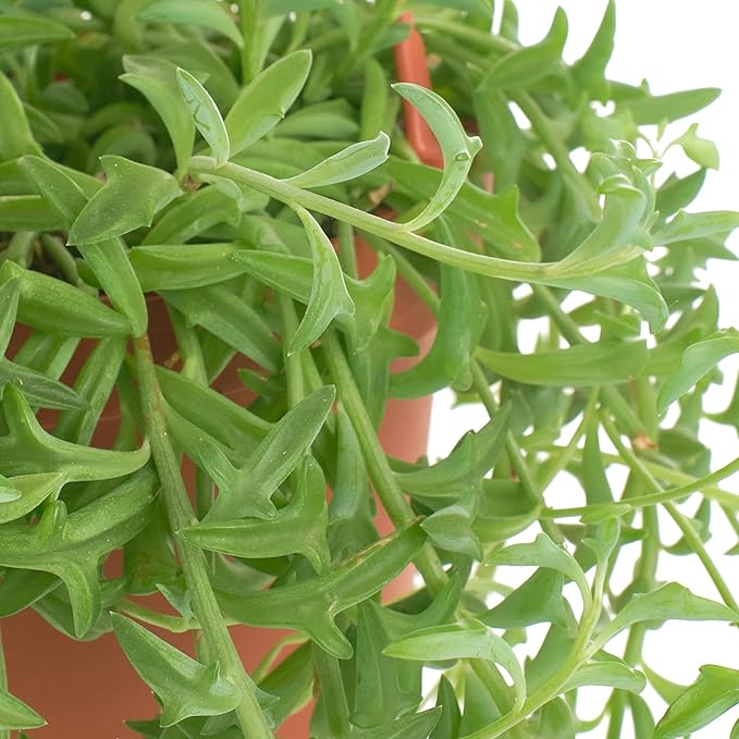 Shop Succulents String of Dolphins Hanging Succulent, Senecio Peregrinus, Fully Rooted Live 6" Succulent Plant with Hanger, Low Maintenance Indoor Plant, Trailing Succulents, Gift & Garden