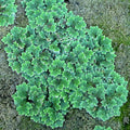 Azolla filiculoides (Water Velvet) - Live Aquarium Plant