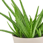 Arcadia Garden Products Live Aloe Vera Succulent Easy Indoor Houseplant in Plastic Pot, Air Purifying Ornamental Plant Gift for Home and Garden Décor, 6 Inch