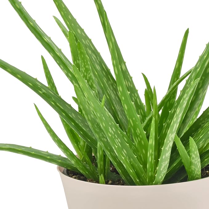 Arcadia Garden Products Live Aloe Vera Succulent Easy Indoor Houseplant in Plastic Pot, Air Purifying Ornamental Plant Gift for Home and Garden Décor, 6 Inch