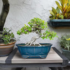 Bonsai Tree Pot - 11 Inch Ceramic Succulent Pots, Bonsai Planter for Indoor Outdoor, Decorative Plant Pot with Drainage Hole, Oval Flower Pot, Home Garden Decor, Garden Gifts, Retro Blue
