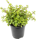 Succulents Plants Live Indoor Plants, Portulacaria Afra Live Houseplants, Live Succulents Live Plants Indoor Succulent Plants, Indoor Plant Real Succulents Plants House Plants by Plants for Pets