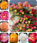 Rare Pink Red Purple Yellow Rose Seeds for Planting - 50+ Hybrid Climbing Rose Heirloom Bush Perennial Shrub Plant for Garden Decoration