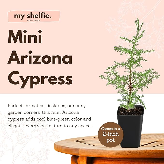 My Shelfie – Arizona Cypress Bonsai Starter Tree (Cupressus arizonica), 2-Inch Live Evergreen Plant for Indoor or Outdoor Bonsai Garden, Home & Living Room Décor (5)