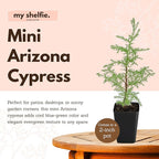 My Shelfie – Arizona Cypress Bonsai Starter Tree (Cupressus arizonica), Live Evergreen Plant for Indoor or Outdoor Bonsai Forest Garden, Home & Living Room Décor (1)