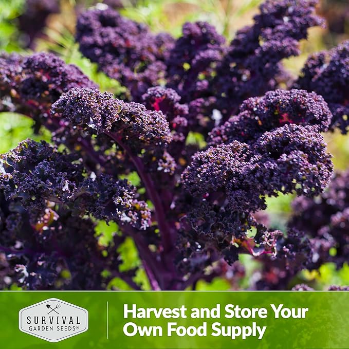 Scarlet Kale Seeds for Planting – Heirloom Purple Kale – Cold Hardy for Fall & Spring Vegetable Gardens – Crimson-Red Curly Leaves, Edible Garden Greens – Survival Garden Seeds (5 Packs)