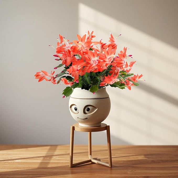 Thanksgiving Cactus, Live Indoor Plant, Flowering Houseplant, Orange Seasonal Blooms, 4-Inch Pot, Pet Safe Holiday Decor, Free Heat Pack