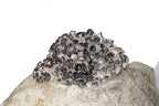 Root Mushroom Farm- Mushroom Liquid Cultures /Over 30 strains Available /King Blue Oyster