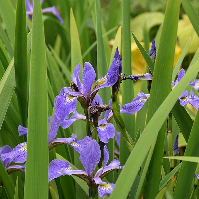 Chalily Iris 'Versicolor', a Great Live Pond Plant for Your Water Garden. Filters The koi and Goldfish Pond. Good for Bogs, Plant Shelf or Shallow Water This marginal Aquatic is a Real Beauty
