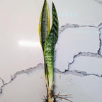 Snake Plant Sansevieria Mother in Law's Tongue Houseplant, Impossible to Kill, Plants for House Decor, Natural Air Purifier 6" Height Rooted from Blissful (Laurentii)