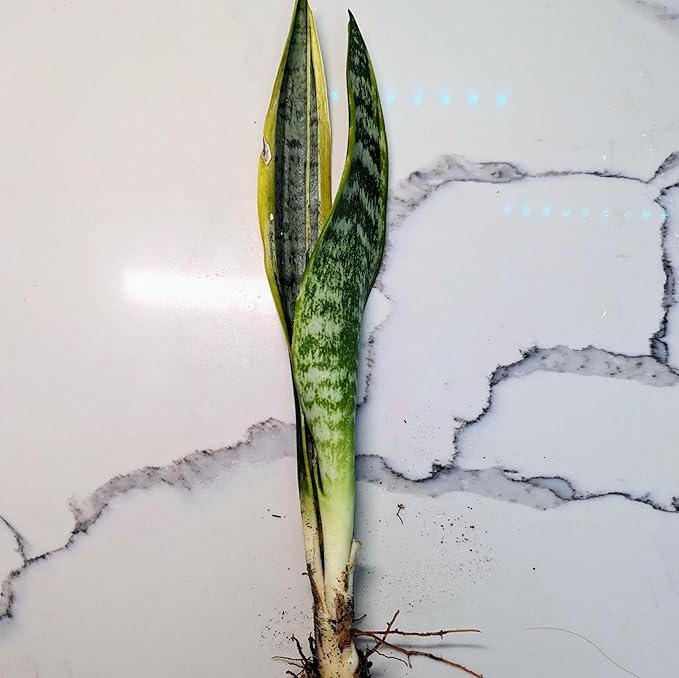 Snake Plant Sansevieria Mother in Law's Tongue Houseplant, Impossible to Kill, Plants for House Decor, Natural Air Purifier 6" Height Rooted from Blissful (Laurentii)