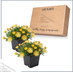 Live Delosperma Ice Plant 2-Pack – Yellow – Drought Tolerant Groundcover Perennial, 6” Tall, 1 Qt Pot