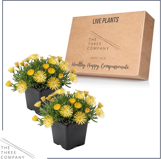 Live Delosperma Ice Plant 2-Pack – Yellow – Drought Tolerant Groundcover Perennial, 6” Tall, 1 Qt Pot