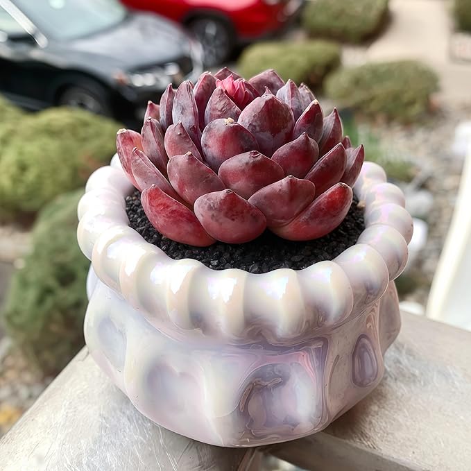 FWPP Succulents Plants Live Blueberry Succulent Plant, Bare Root Without Pot, Live Real Succulent for Indoor & Outdoor, Mini Succulent Plant, Natural Succulent Plants for House, Office and Garden