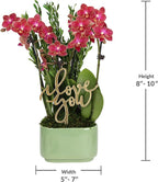 Green Circle Growers 4" Mini Red Orchid – Love You Edition in Sage Ceramic Planter, Live Indoor Orchid Gift