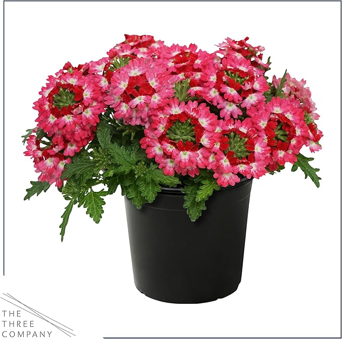 Live Flowering Verbena - Red Bicolor (2 Plants Per Pack) - Healthy Flowering Plant - Beautiful Spring Color - 10" Tall by 5" Wide in 1Qt Pot