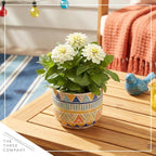 Live Zinnia 2-Pack – White, Flowering Annual, Beautiful Spring and Summer Blooms, 10" Tall by 5" Wide in 1 Qt Pot
