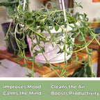String of Dolphins Plant – Live 6” Hanging Basket Dolphin Succulent - Easy-Care Rare Air-Purifying Houseplant for Home, Office, Wedding Decor or Birthday Gift (Heat Pack Included)