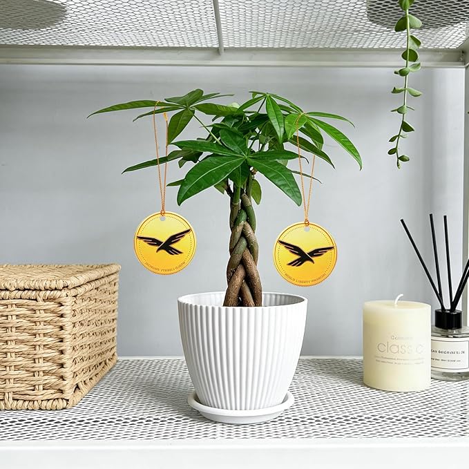 Money Tree Live Plants, Easy to Grow Indoor Houseplants in 4-Inch White Plastic Pot, with Decorative Card C