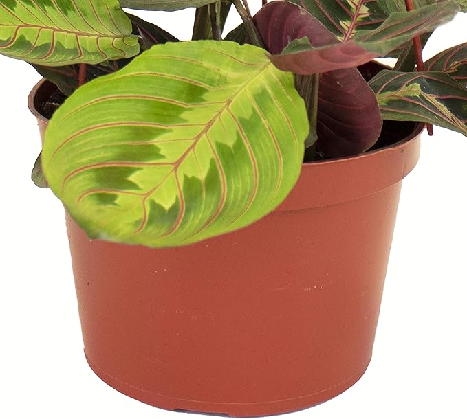 Shop Succulents Maranta Red, Hanging Live Indoor Plant, Prayer Plant, Easy Care Hanging Trailing Houseplant in Nursery Pot, Air Purifying Plant in Soil, Housewarming, Home Décor, Trails 1-2 Feet
