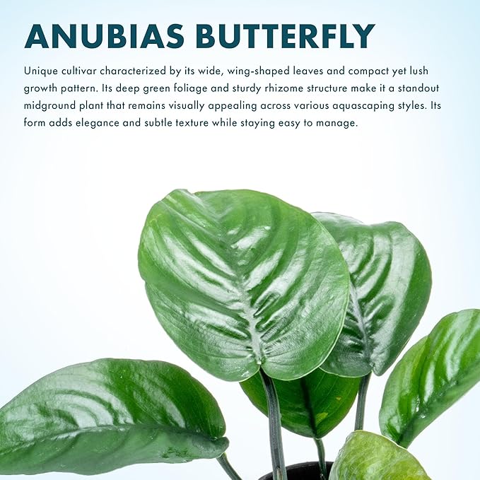 SubstrateSource Anubias Live Aquarium Plants - Potted Freshwater Plant for Fish Tanks, Terrariums - Beginner Friendly Low Light (Barteri Butterfly, 3 Pots)