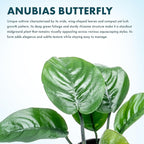 SubstrateSource Anubias Live Aquarium Plants - Potted Freshwater Plant for Fish Tanks, Terrariums - Beginner Friendly Low Light (Barteri Butterfly, 3 Pots)