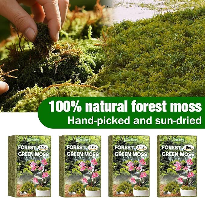 ZeeDix 8 oz Forest Moss for Plants Indoor - Dried Orchid Moss for Repotting, Natural Green Sphagnum Moss for Potted Plants Carnivorous Monstera Succulents Crafts Reptile Habitat (Expands to 12 qt)
