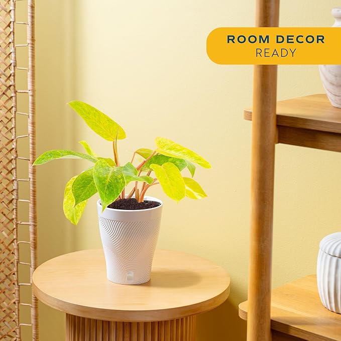 Costa Farms Philodendron Painted Lady Live Plant in Self Watering Pot, Air Purifying Indoor Houseplant, Home, Room, or Office Decor, House Warming or Birthday Gift, 12-16 Inches Tall