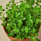 Nettle Baby's Tear Live Plant for Indoor | Different Houseplants in 3'' Pot | Real House Plant for Living Room, Office, Desk & Bathroom | Baby tear's