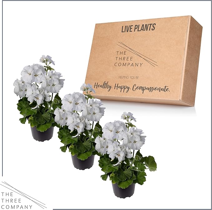 Live Flowering Zonal Geraniums - White (3 Plants Per Pack) - Beautiful Spring Flowers - 12" Tall by 5" Wide in 1 Qt Pot