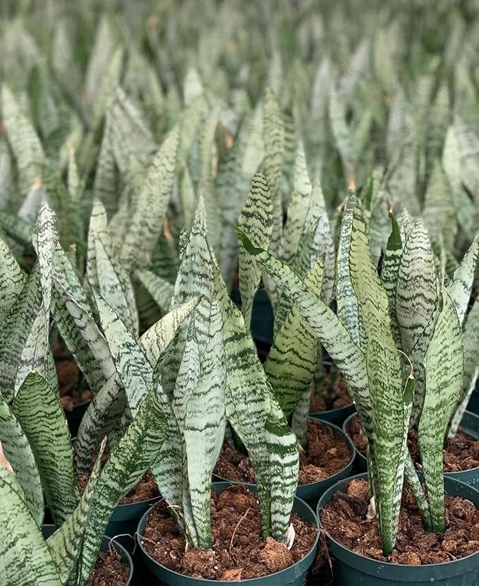 RedCrocus Zeylanica Snake Plant Sansevieria trifasciata 'Zeylanica' Indoor-Outdoor| Low Maintenance, Pet-Friendly, Variegated Foliage, Easy Care, Drought Tolerant, Air Purifier 10" Pot