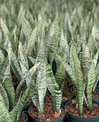 RedCrocus Zeylanica Snake Plant Sansevieria trifasciata 'Zeylanica' Indoor-Outdoor| Low Maintenance, Pet-Friendly, Variegated Foliage, Easy Care, Drought Tolerant, Air Purifier 10" Pot