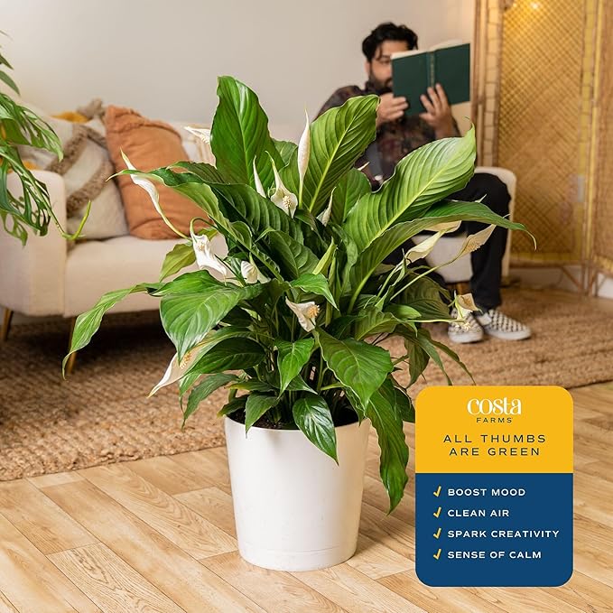 Costa Farms Peace Lily Live Plant in Decorative Pot, Air Purifying Flowering Large Indoor Houseplant, Perfect for Home, Room, or Office Decor, Great House Warming or Birthday Gift, 2-3 Feet Tall