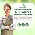 Outsidepride Tangerine Moss Rose Seeds - 500 Pcs Annual, Drought & Heat Tolerant, Pollinator Friendly Ground Cover Seeds for Planting w/Vibrant Blooms & Succulent Foliage, Ideal for Xeriscaping