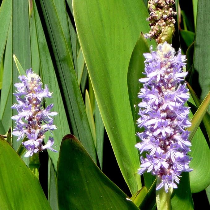 Chalily Pink Pickerel Rush, a Great Live Pond Plant for Your Water Garden. Filters The koi and Goldfish Pond. Good for Bogs, Plant Shelf or Shallow Water This marginal Aquatic is a Real Beauty