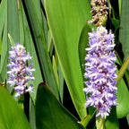 Chalily Pink Pickerel Rush, a Great Live Pond Plant for Your Water Garden. Filters The koi and Goldfish Pond. Good for Bogs, Plant Shelf or Shallow Water This marginal Aquatic is a Real Beauty