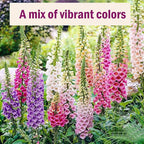 250,000+ Foxglove Seeds Bulk Pack - Tall Spire Blooms, Mixed Colors for Garden Borders, Easy Planting for Home Gardening - Ideal for Backyard Flower Beds, Landscaping, and Pollinator-Friendly Gardens