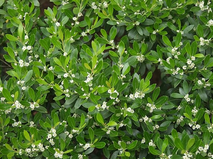 Inkberry Holly Shrub | Ilex Glabra | 20 Live Plants | Cold Hardy | Excellent Border Shrub & Foundation Hedge