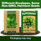 HOME GROWN Non GMO Peppermint Seeds Pack 2,370 Heirloom Mint Seeds for Planting. Grow Peppermint Plants in Your Herb Garden Indoors or Outdoors (Mentha x piperita)
