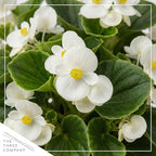 Live Begonia - Green Leaf Ambassador White (4 Per Pack), Beautiful Shade Annual, Ships 8" Tall by 4" Wide in 1 Pt Pot