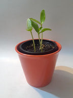 Malabar Spinach Starter Plant with 3 seedlings Basella Alba (Green stem) Non-GMO